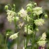 Aquilegia Barlow White -Green Plant Shop PB0834 1
