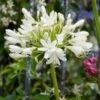 Agapanthus Bridal Bouquet -Green Plant Shop PB0864 1