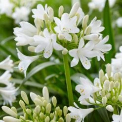 Agapanthus Bridal Bouquet -Green Plant Shop PB0864 2