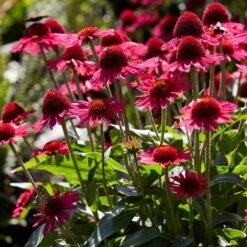 Echinacea 'Delicious Candy' -Green Plant Shop PB1157 3 6e43414f fa26 4234 9d21 1123bb1bd685