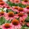 Echinacea 'Mooodz Satisfy' -Green Plant Shop PB1160 1 df060e27 1afd 442d b774 41c7d2d5223f