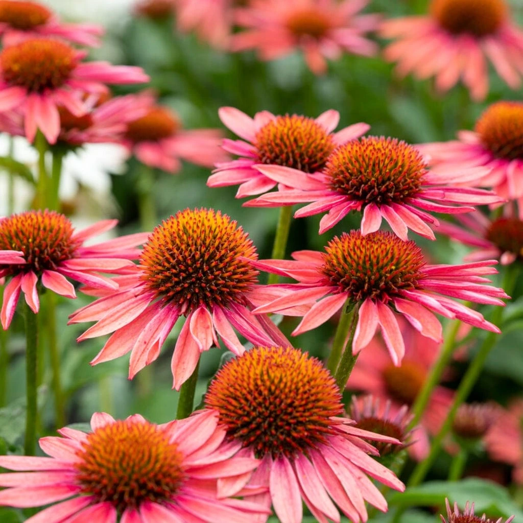 Echinacea 'Mooodz Satisfy' 3 Echinacea 'Mooodz Satisfy'