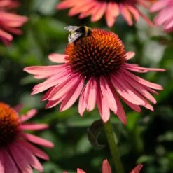 Echinacea 'Mooodz Satisfy' 7 Echinacea 'Mooodz Satisfy' -Green Plant Shop PB1160 3 0960d028 41ac 4daf 9e20 30ed2f1a791f