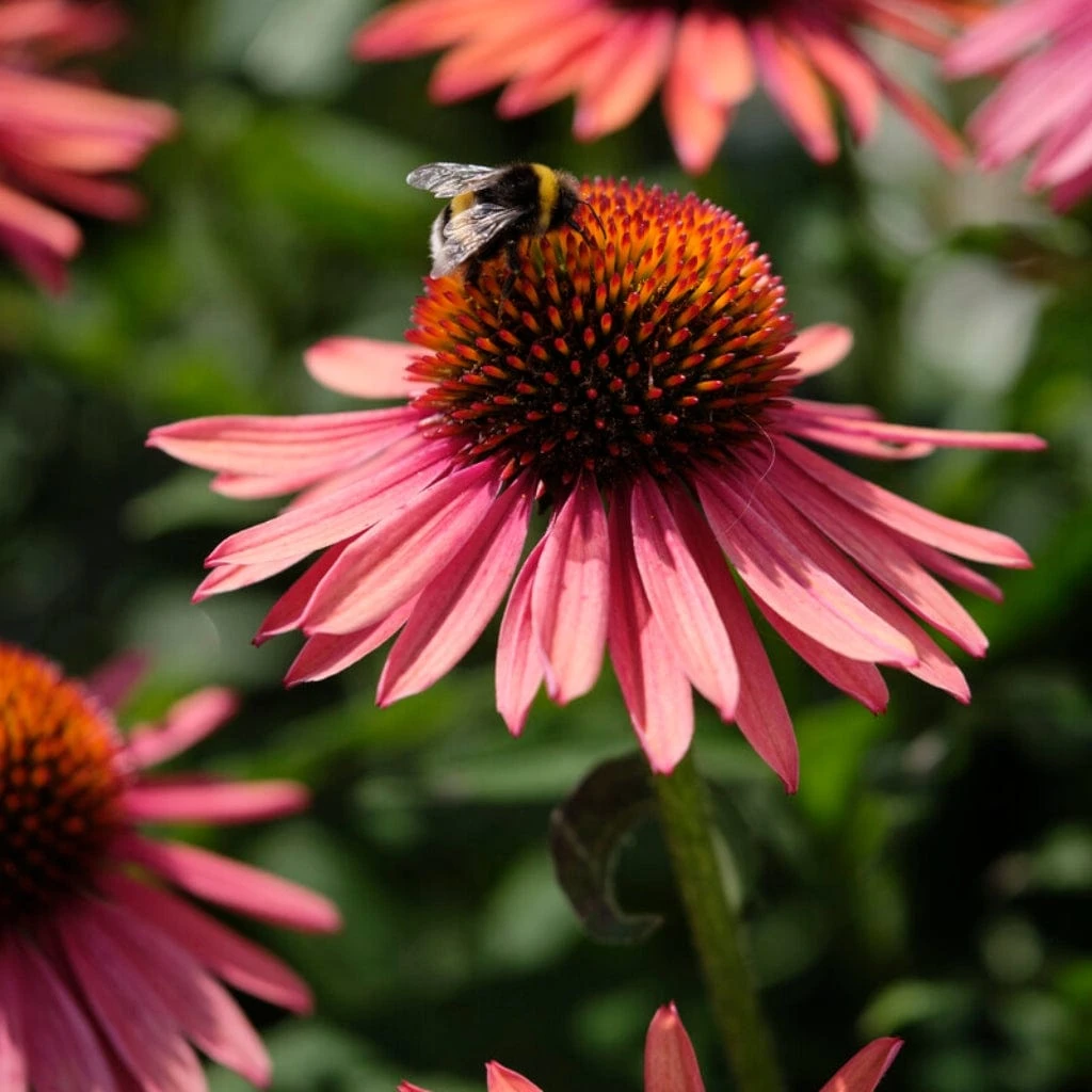 Echinacea 'Mooodz Satisfy' 5 Echinacea 'Mooodz Satisfy' - Image 3