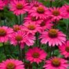 Echinacea 'Sensation Pink' -Green Plant Shop PB1163 1 36b0d657 56fd 4196 8342 4a2527584a05