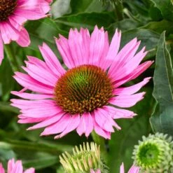 Echinacea 'SunSeekers Bubblelicious' -Green Plant Shop PB1167 3 54c96b04 774c 44cd 94bd 2823a3293732