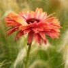 Echinacea 'SunSeekers Rainbow' -Green Plant Shop PB1175 1 d6d83876 4449 403a 8921 728644347954