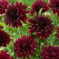 Dahlia 'Black Touch' -Green Plant Shop PB1921 2