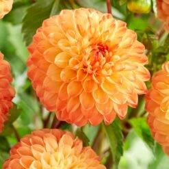 Dahlia 'Souvenir D'Ete' -Green Plant Shop PB1972 2