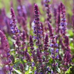 Spectacular Salvia Collection -Green Plant Shop PBCOL10 3