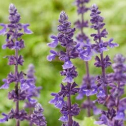 Spectacular Salvia Collection -Green Plant Shop PBCOL10 5