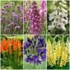 Best Tall Flowers | Perennials For Colour And Height -Green Plant Shop PBCOL49 1