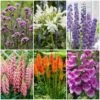 Top Tall Perennials | Plants For Height And Structure -Green Plant Shop PBCOL50 1