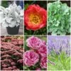 Sensory Garden Plants | Tactile, Bright & Fragrant -Green Plant Shop PBCOL55 1