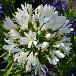 Stately Agapanthus Collection -Green Plant Shop PBO442 1 22713639 7afc 4ce6 b147 454abe74de37