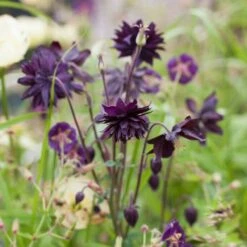 Aquilegia 'Black Barlow'