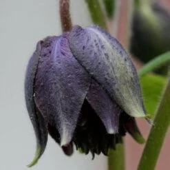 Aquilegia 'Black Barlow' -Green Plant Shop PBO455 4