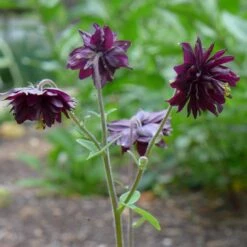 Aquilegia 'Black Barlow' -Green Plant Shop PBO455 5