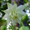 Aquilegia 'Green Apples' -Green Plant Shop PBO457 1