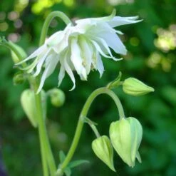 Aquilegia 'Green Apples' -Green Plant Shop PBO457 4