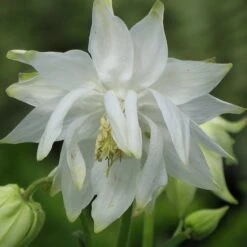 Aquilegia 'Green Apples' -Green Plant Shop PBO457 6