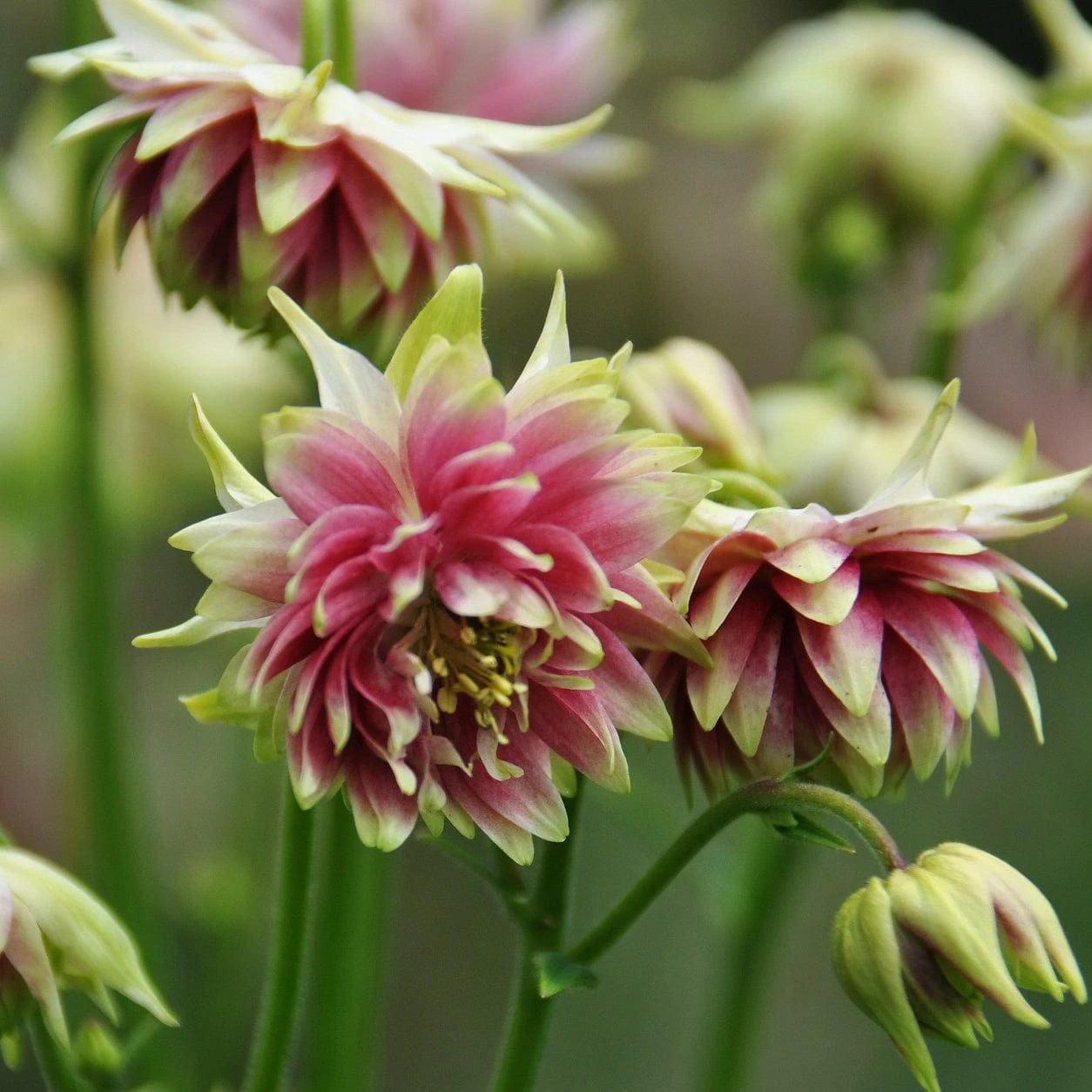 Aquilegia 'Nora Barlow' 5 Aquilegia 'Nora Barlow' - Image 3