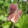 Geum Rivale | Water Avens -Green Plant Shop PON056 1