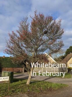 Whitebeam Tree | Sorbus Aria 'Lutescens' 9 Whitebeam Tree | Sorbus Aria 'Lutescens' -Green Plant Shop PXL 20210210 091751122.MP 2