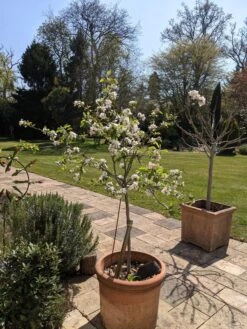 Egremont Russet Apple Tree Dwarfing Rootstock -Green Plant Shop PXL 20210424 130844355