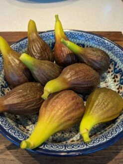 The 3 Best Fruit Trees For Small Gardens | Apple, Cherry & Fig -Green Plant Shop PXL 20210725 093150100 900x 6592a685 9ff1 4a34 9ef0 39ad397acba9