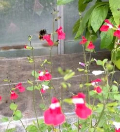 Salvia 'Hot Lips' -Green Plant Shop PXL 20210731 110958776 exported 1666