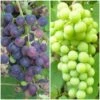 Patio Grape Vines Collection -Green Plant Shop PatioGrapes 3222fc9c ded9 4648 9149 dc0a277ae002
