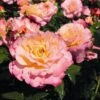 'Perfect Harmony' Hybrid Tea Rose -Green Plant Shop Perfect Harmony 1