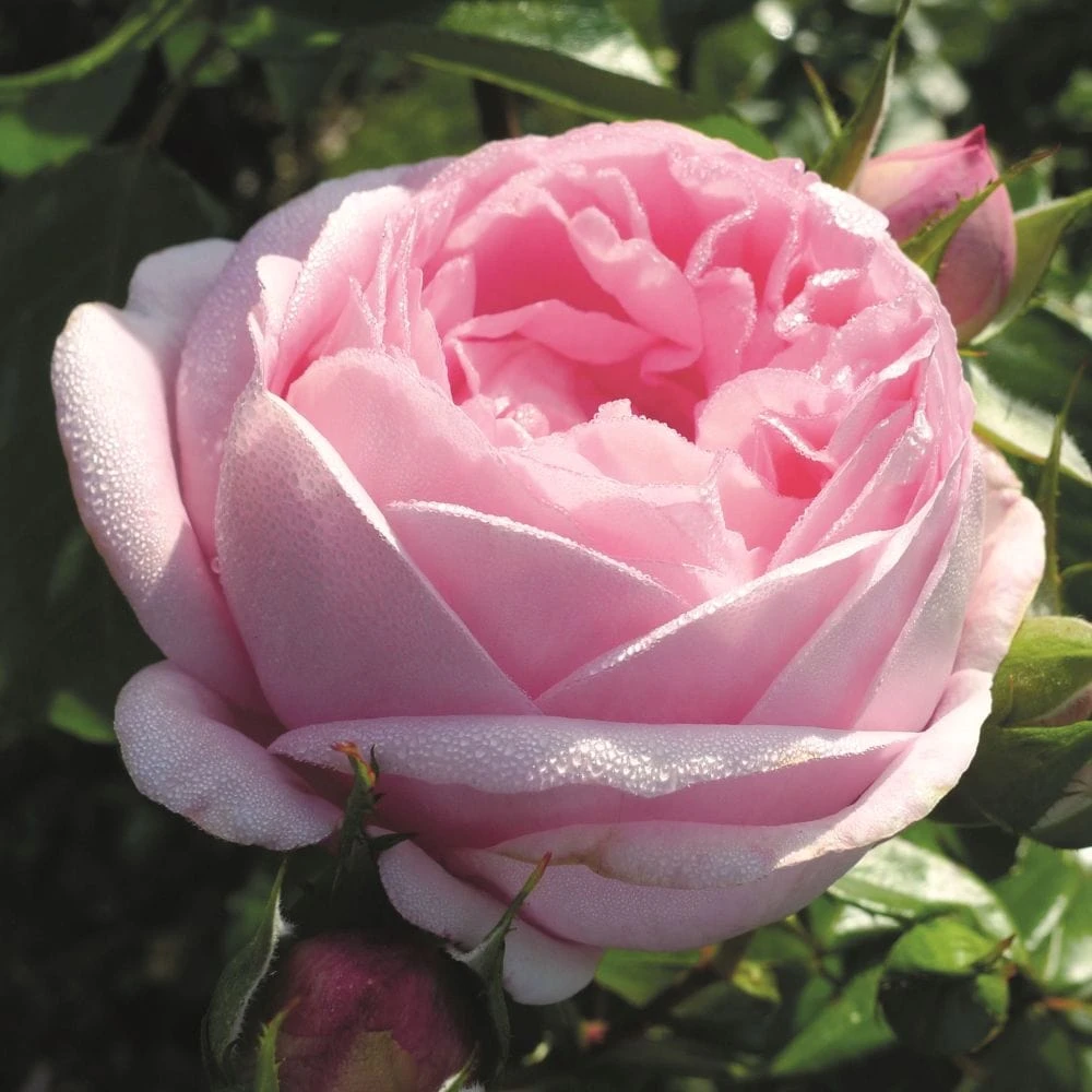 'Pink Martini' Hybrid Tea Rose 3 'Pink Martini' Hybrid Tea Rose