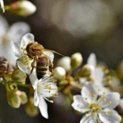 Mirabelle De Nancy Plum Tree -Green Plant Shop Plum add2 47d931f1 40dd 4dd4 a8b0 96309db5773e