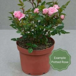 'Mum In A Million' Hybrid Tea Rose -Green Plant Shop Potted rose example ee6b816b c278 4c75 851b 3d095bb77aa5
