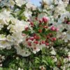 'Professor Sprenger' Crabapple Tree 1 'Professor Sprenger' Crabapple Tree -Green Plant Shop Professor 1