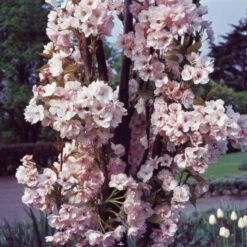 Flagpole Cherry Blossom Tree | Prunus Amanogawa 13 Flagpole Cherry Blossom Tree | Prunus Amanogawa -Green Plant Shop PrunusAmanogawaG2001