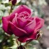 'Pure Poetry' Hybrid Tea Rose 1 'Pure Poetry' Hybrid Tea Rose -Green Plant Shop Pure Poetry