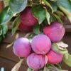 'Purple Haze' Columnar Patio Apple Tree 1 'Purple Haze' Columnar Patio Apple Tree -Green Plant Shop PurpleHaze 1