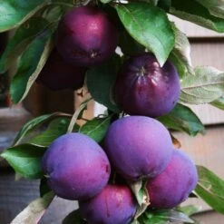 'Purple Haze' Columnar Patio Apple Tree -Green Plant Shop PurpleHaze 3