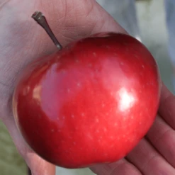 'Purple Haze' Columnar Patio Apple Tree -Green Plant Shop PurpleHaze 6