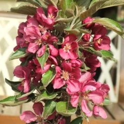 'Purple Haze' Columnar Patio Apple Tree -Green Plant Shop PurpleHaze 2