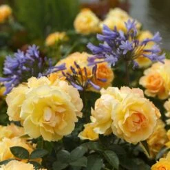 'Queen Bee' Floribunda Rose -Green Plant Shop Queen Bee 1