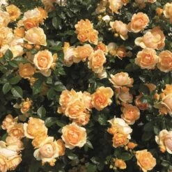 'Queen Bee' Floribunda Rose -Green Plant Shop Queen Bee 3