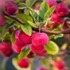 'Red Sentinel' Crabapple Tree -Green Plant Shop RedSentinel 1