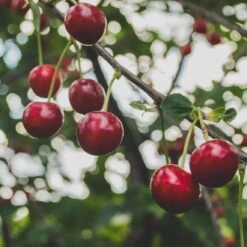 Cross-Pollinating Cherry Collection | Kordia, Merchant & Regina -Green Plant Shop Regina 2 69e12596 1ef8 469e b284 d98dde382b2c