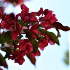 Royalty Crabapple Tree -Green Plant Shop Royalty 3