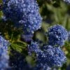 Ceanothus 'Southmead' -Green Plant Shop SHR0012 1