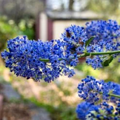 Ceanothus 'Southmead' -Green Plant Shop SHR0012 3